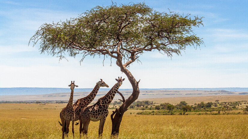South Africa