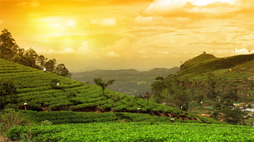 Sri Lanka Tea Plantations