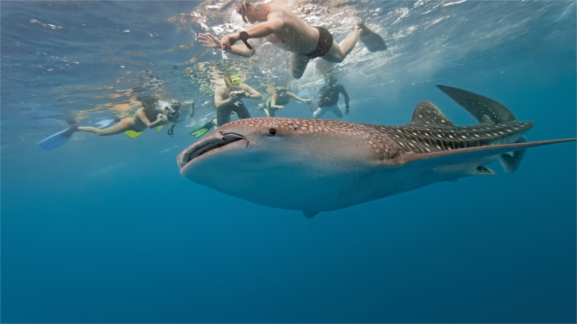 Whale Shark