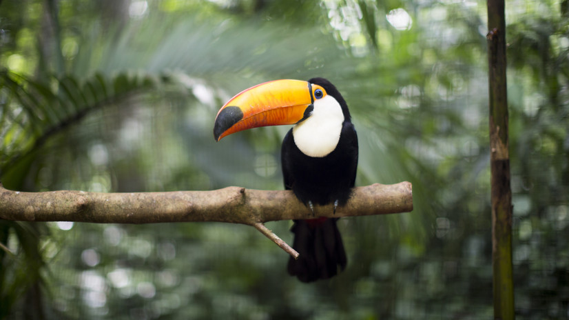 Toucan