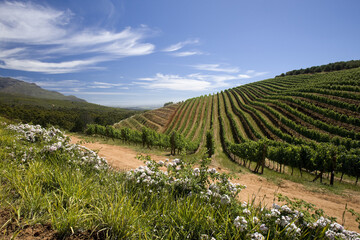Cape Winelands