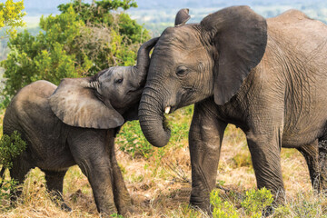 Kruger National Park 