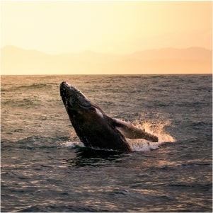 Dominican Republic Wildlife