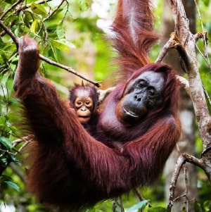 Orangutans in Borneo