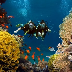 Diving In The Maldives