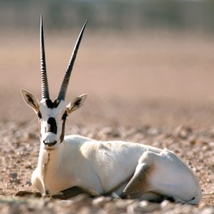 Oryx