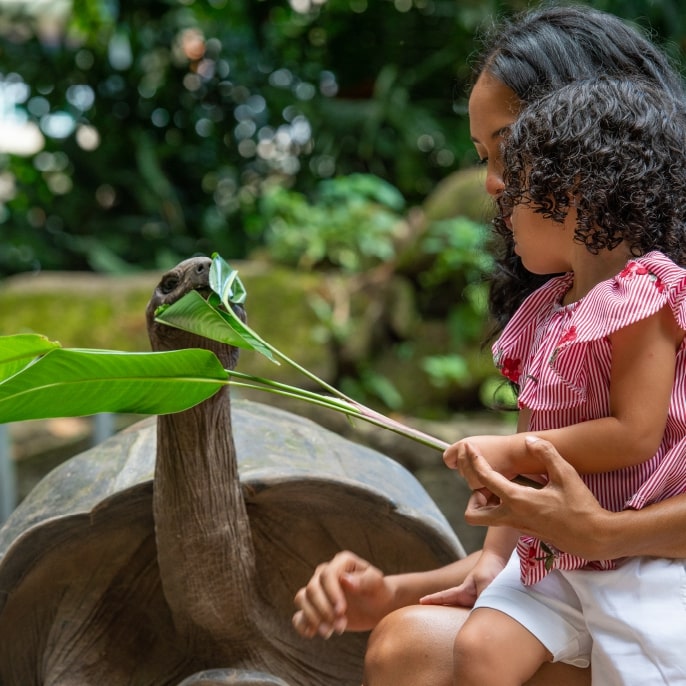 Tortoise Curieuse island