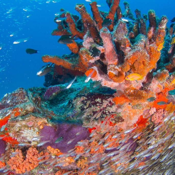Scuba dive in the Indian Ocean