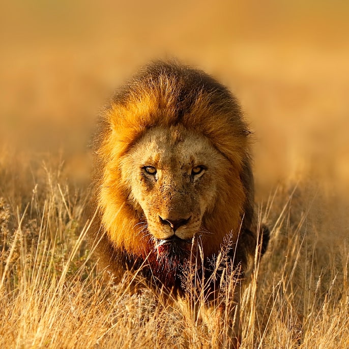 South Africa Lion