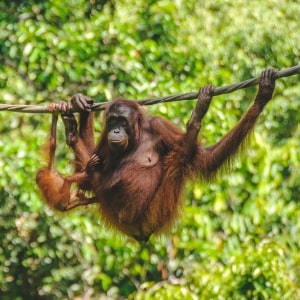 Malyasia attractions