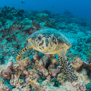 The Seychelles