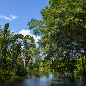 Borneo