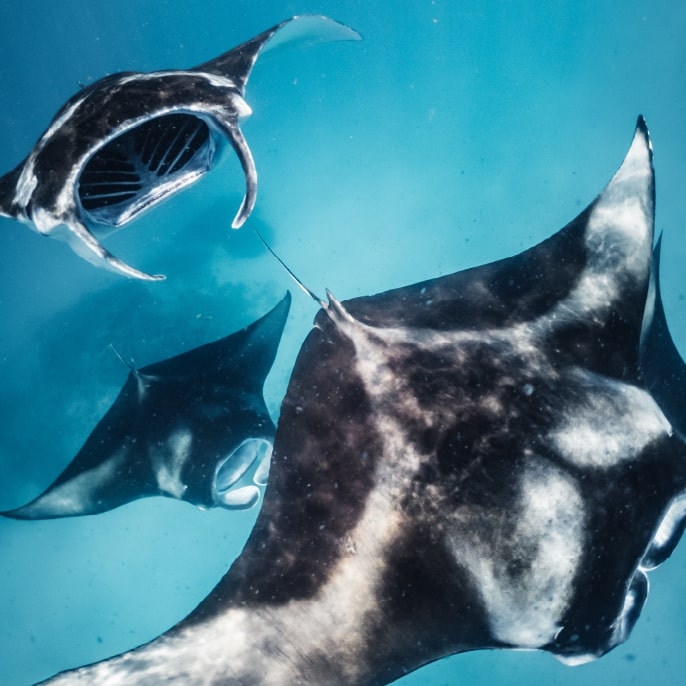Stingray in the Maldives