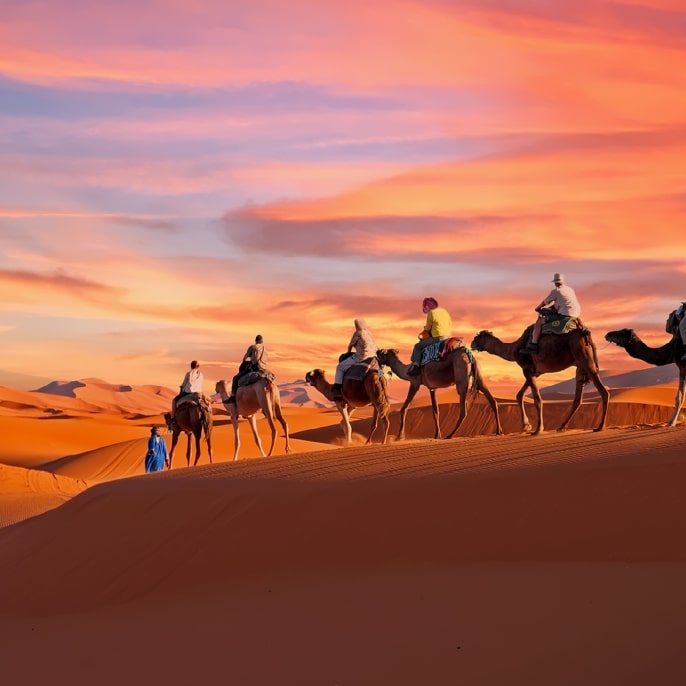 Morocco Camels