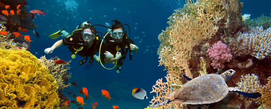 Diving in the Maldives